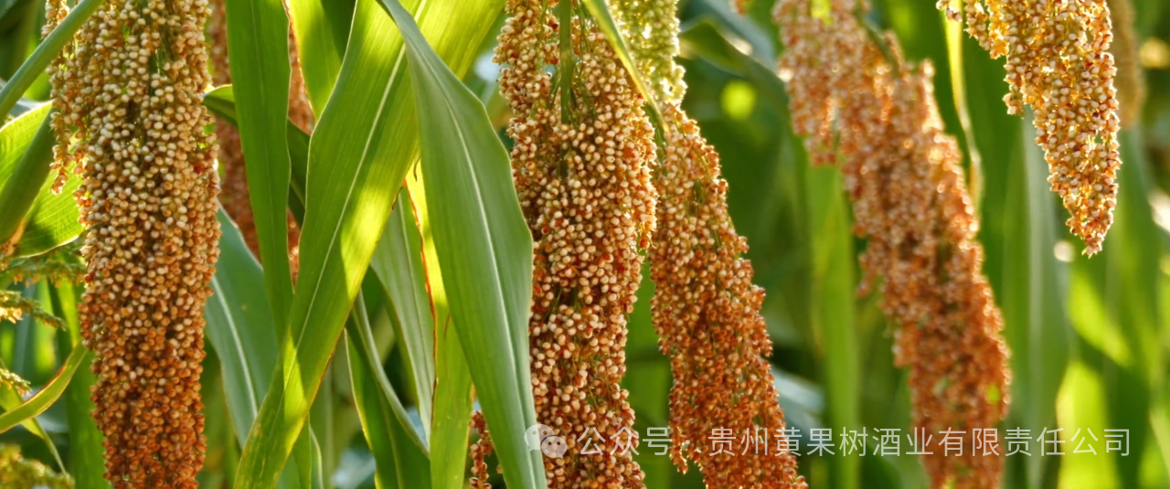 “六必”准则，成就中国山水生态酱香